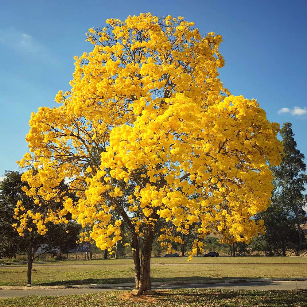 Silver_Trumpet_Tree_3_FGT