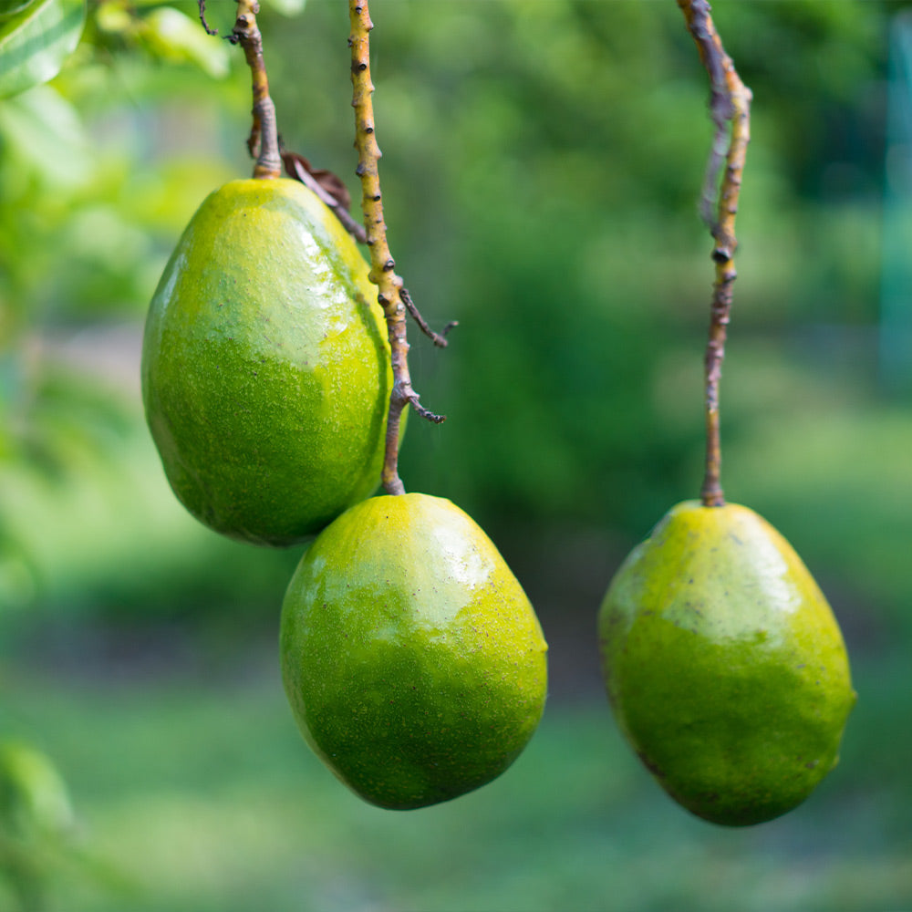 Simmonds-Avocado-3