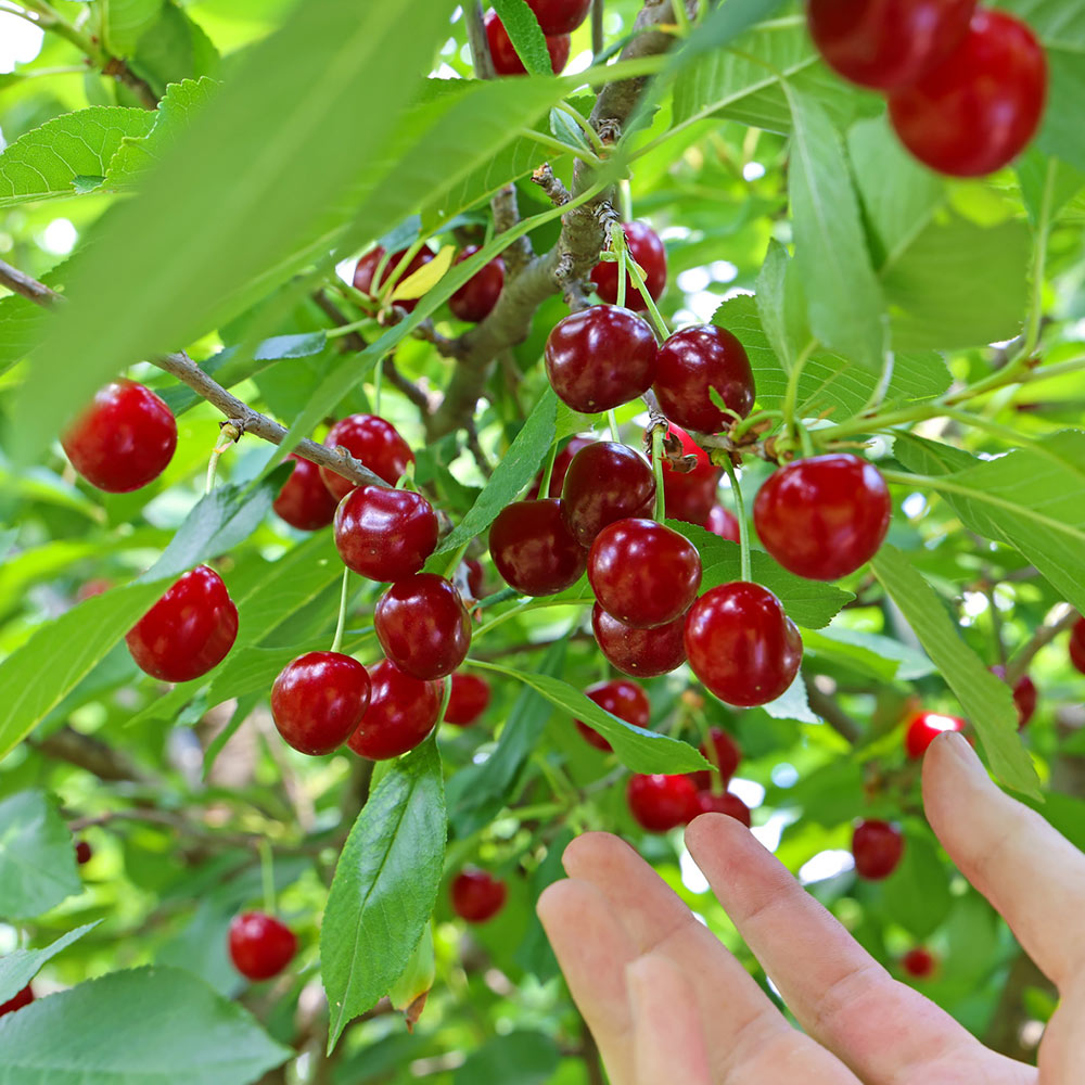 Skeena_Cherry_2