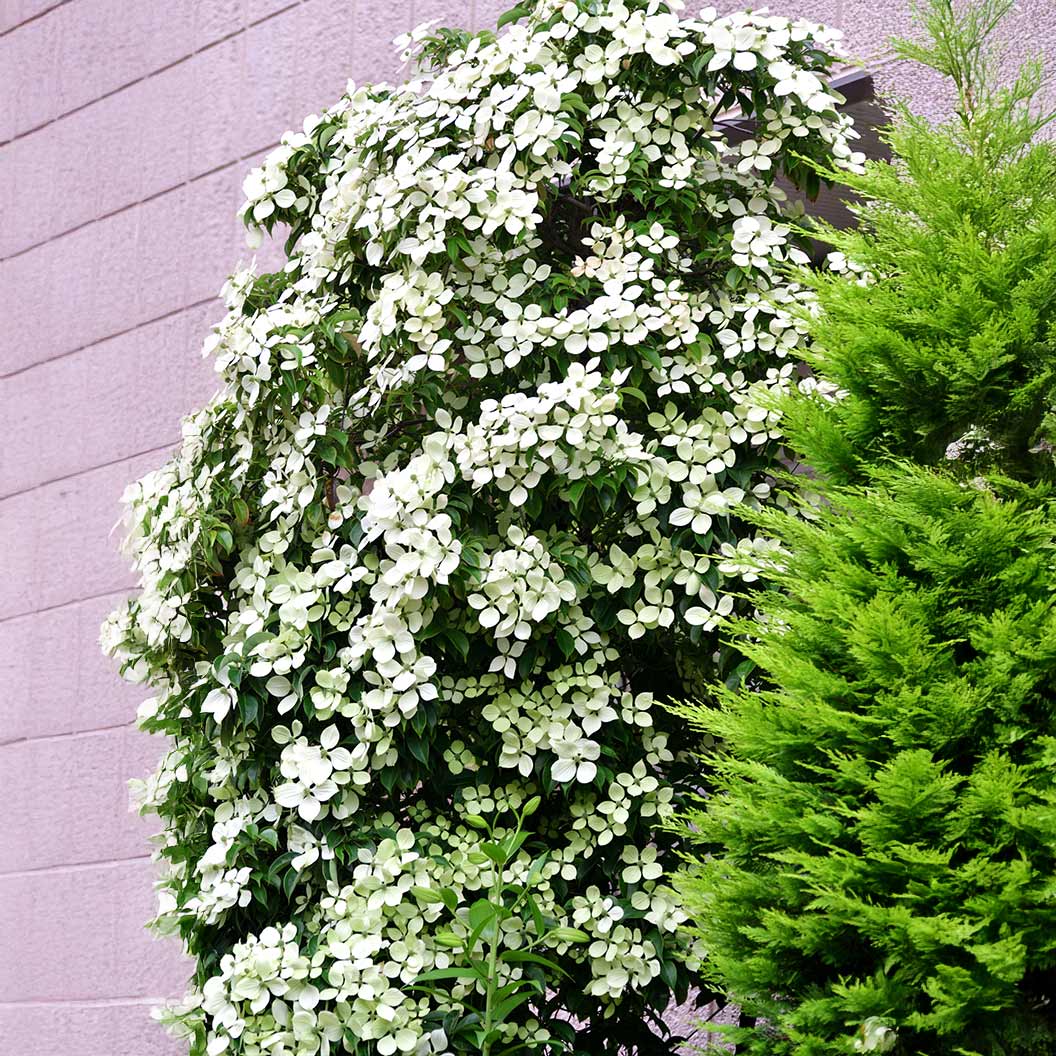Snow-Tower-Columnar-Dogwood-1_f533f52a-f05d-4612-adfb-3c9482c11427