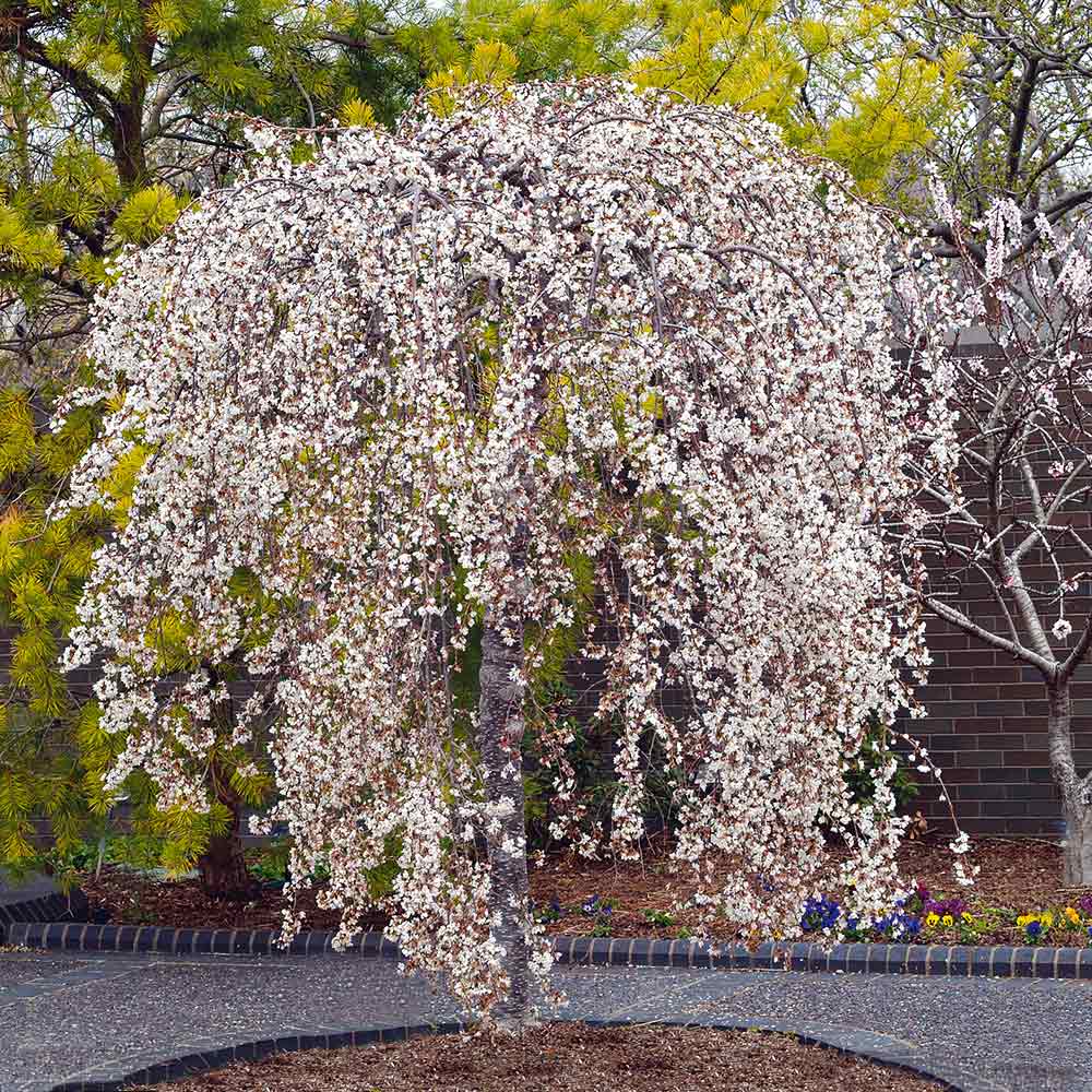 Snow_Fountains_Weeping_Cherry_3
