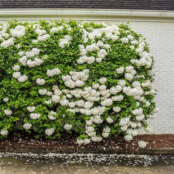 Snowball_Viburnum_FGT_600x600_13c21b25-5ab6-41f2-a5ec-985e6dbdc1e2