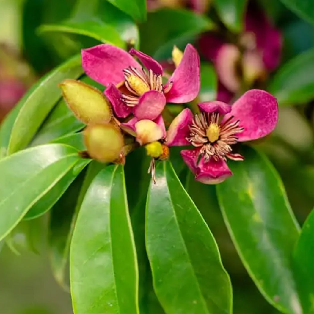 Southern-Living-_Stellar-Ruby_-Magnolia-2_ebf49b90-b7f9-4319-83f7-57f490584098