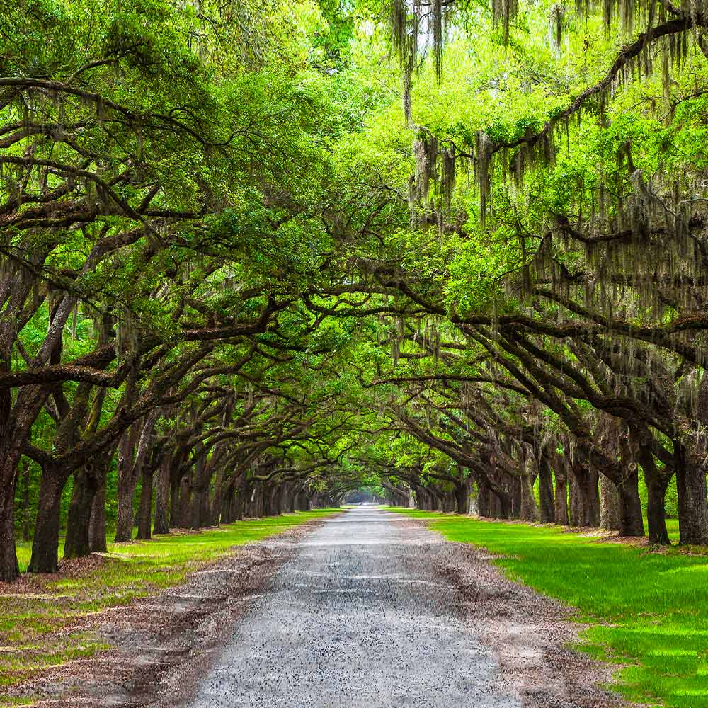 Southern_Live_Oak_FGT_2