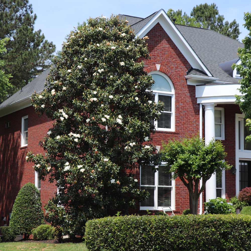 Southern_Magnolia_2_FGT