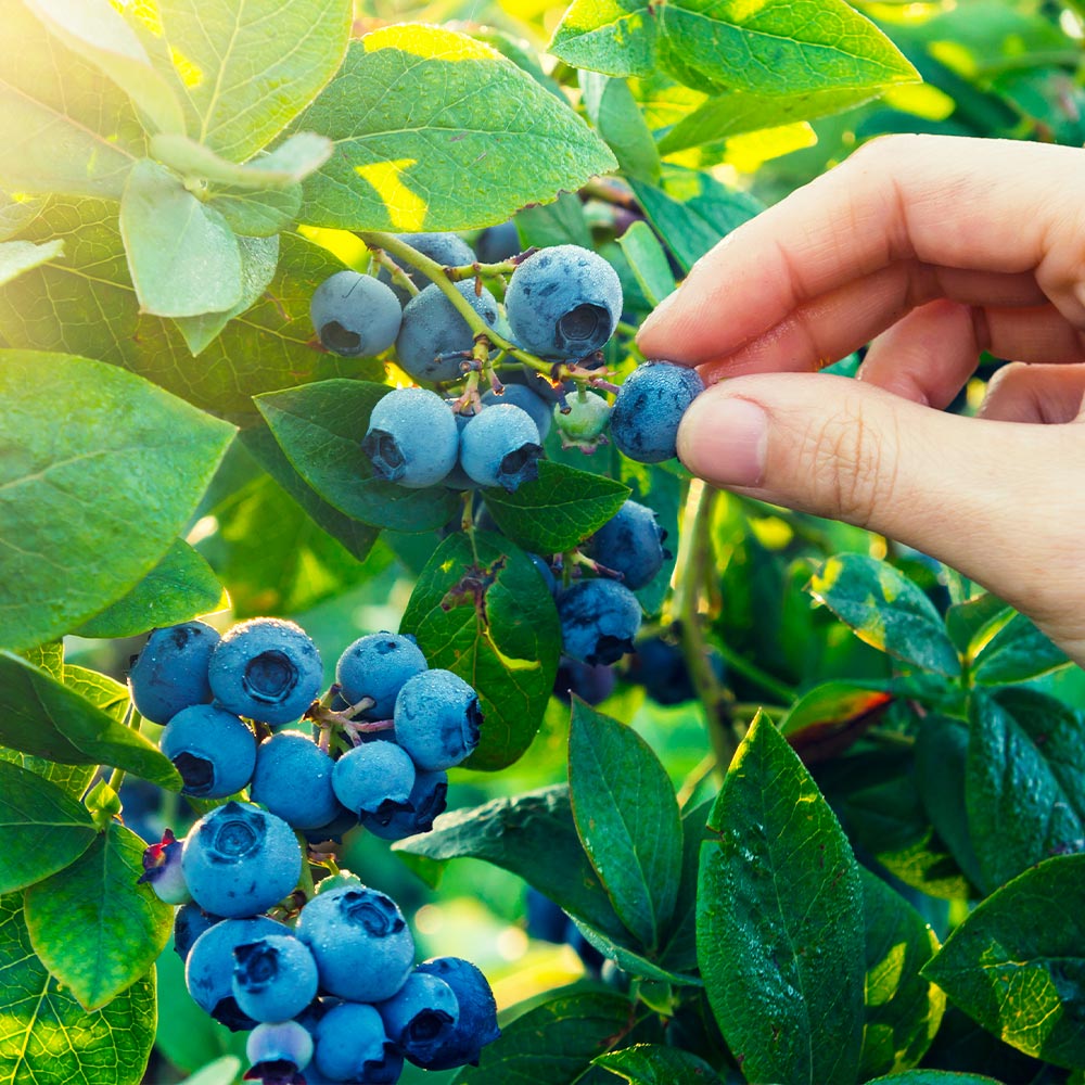 Spartan_Blueberry_1