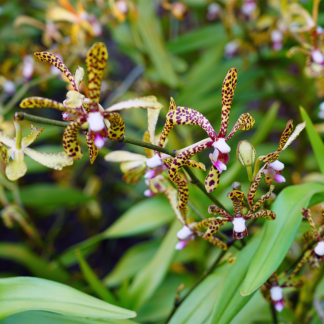 Spider-Orchid-1_1b8b86f8-56ab-48d5-aa8b-6c4ef00f54a8