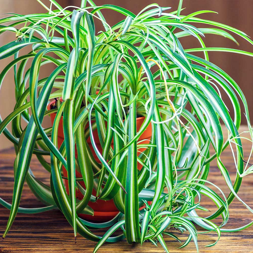 Spider_Plant_3