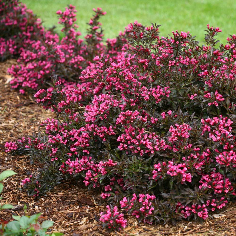 Spilled_Wine_Weigela_2_FGT