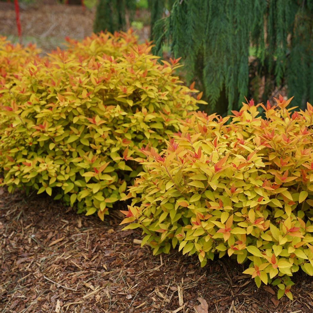 Spiraea-Double-Play-Candy-Corn-2