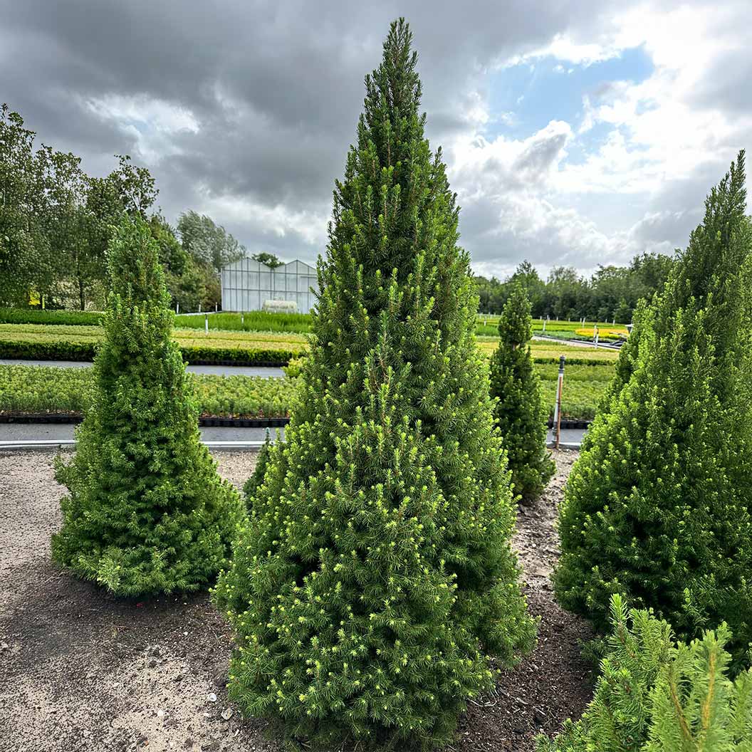Spruce-It-Up-Dwarf-Alberta-Spruce-1