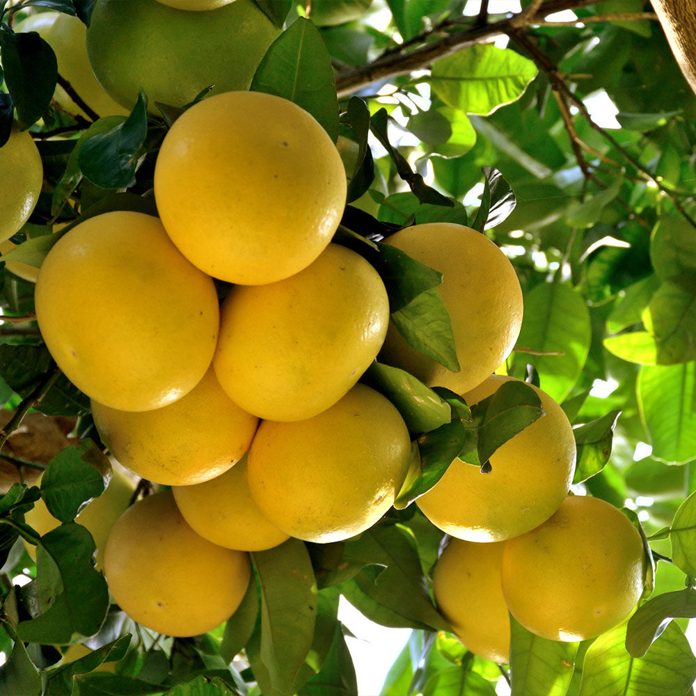 Star_Grapefruit_4