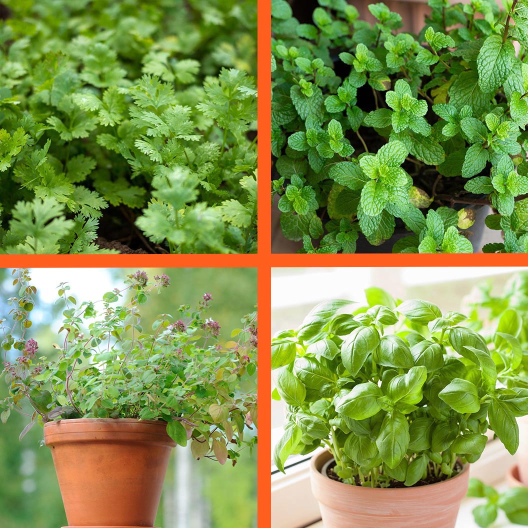 Start-Fresh-Organic-Herb-4-Pack_ad992711-e847-4ecd-a7b6-05ce0c627498