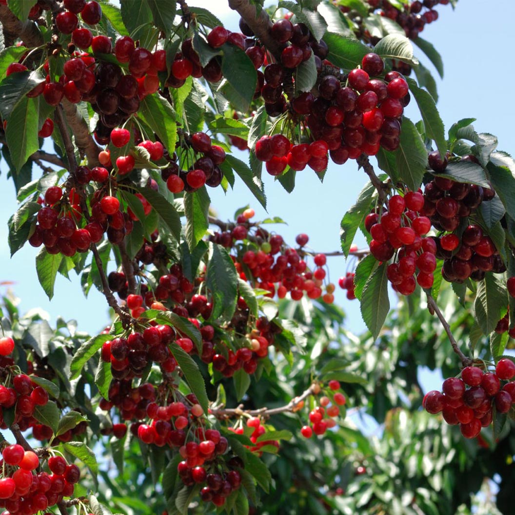 Stella_Cherry_Tree_1_FGT_763fccf9-a0d5-46ea-9517-4e95fded3021