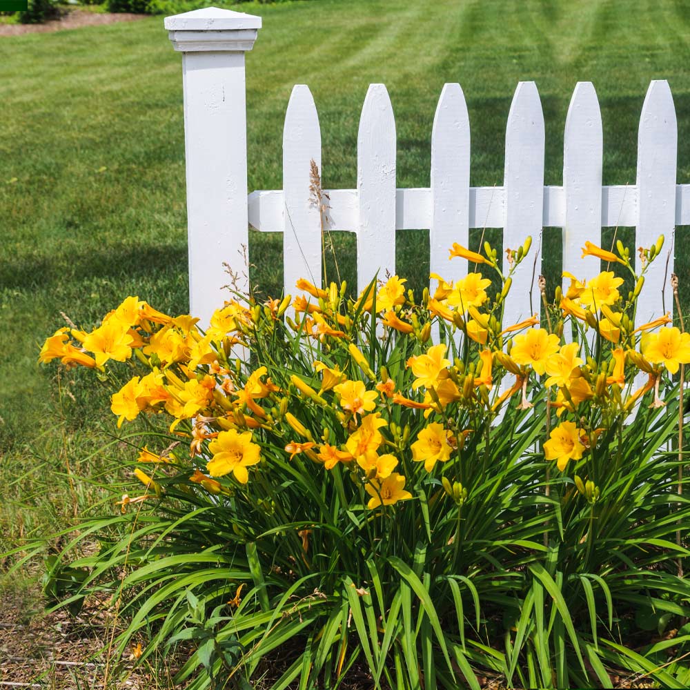 Stella_De_Oro_Daylily_1_FGT