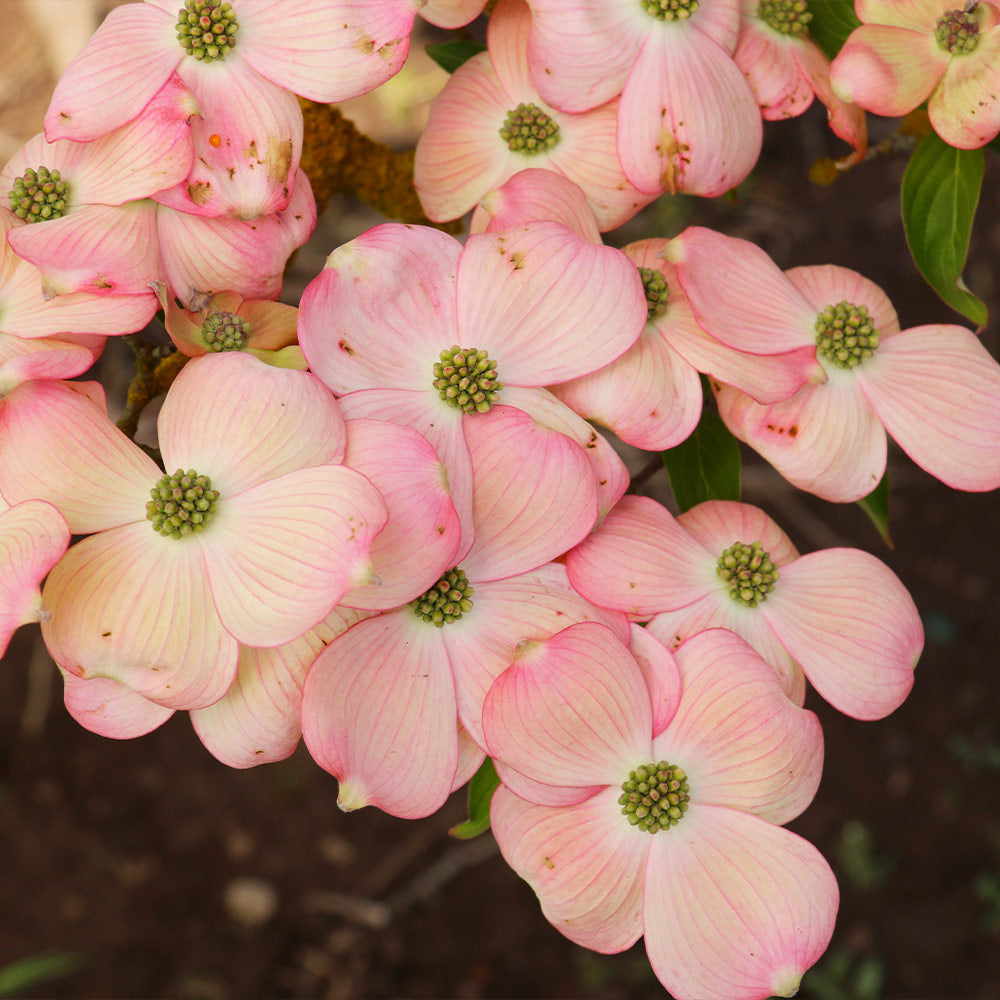 Stellar-Pink-Dogwood_2