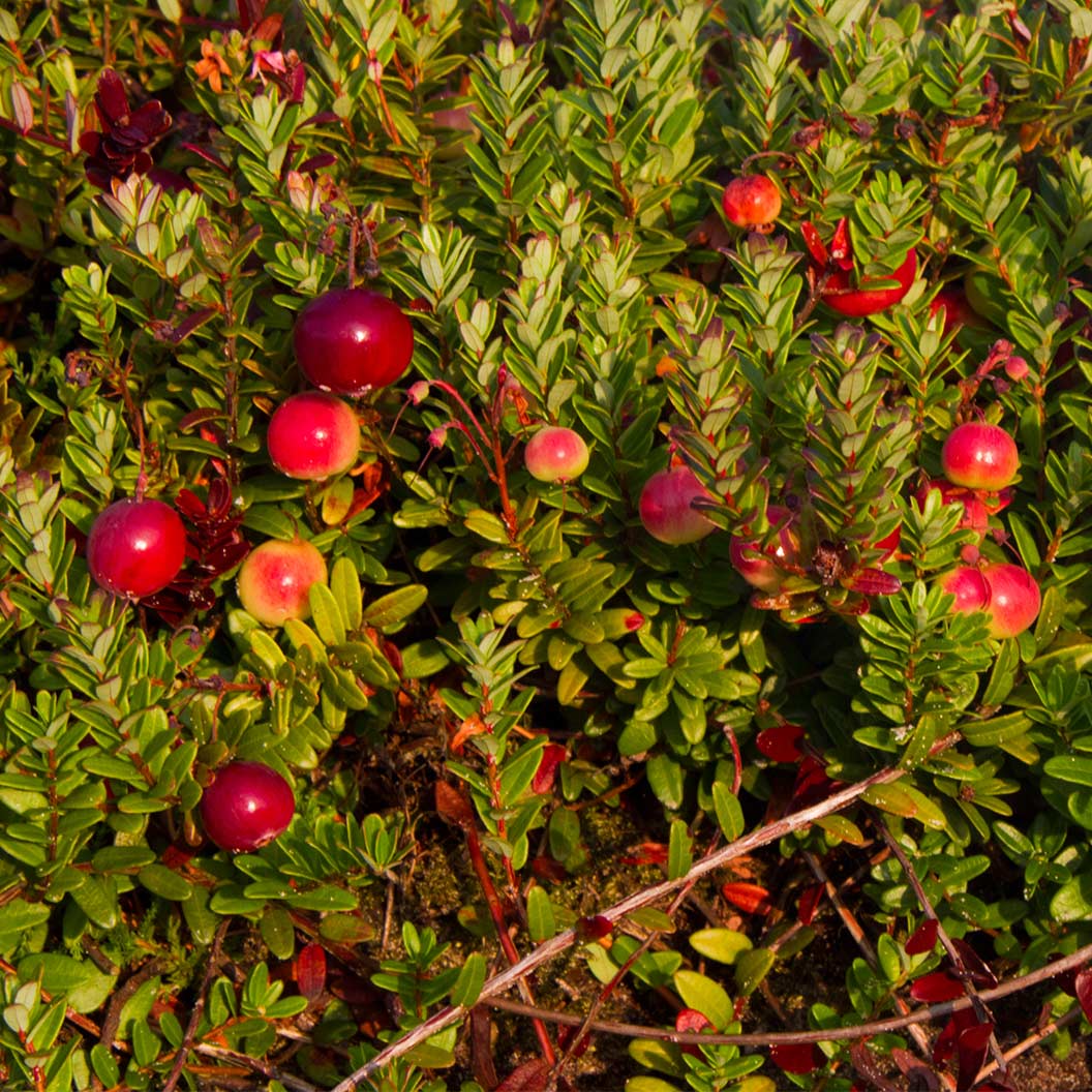Stevens_Cranberry_6_8b0511a3-c2c2-41ee-b8ad-b022e761c13b