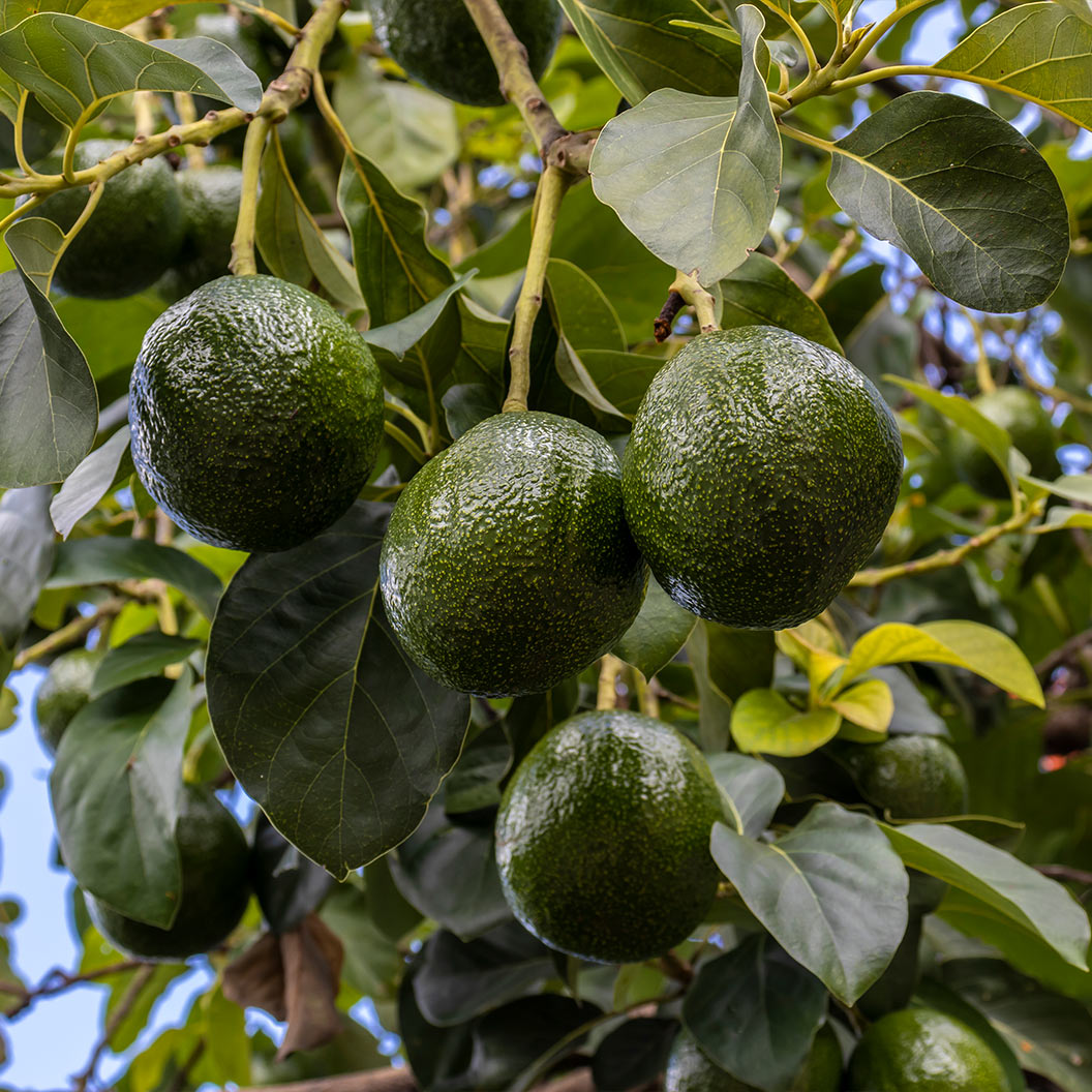 Stewart-Avocado-Tree-1_5738d567-36b4-48c7-8207-065594449f1d
