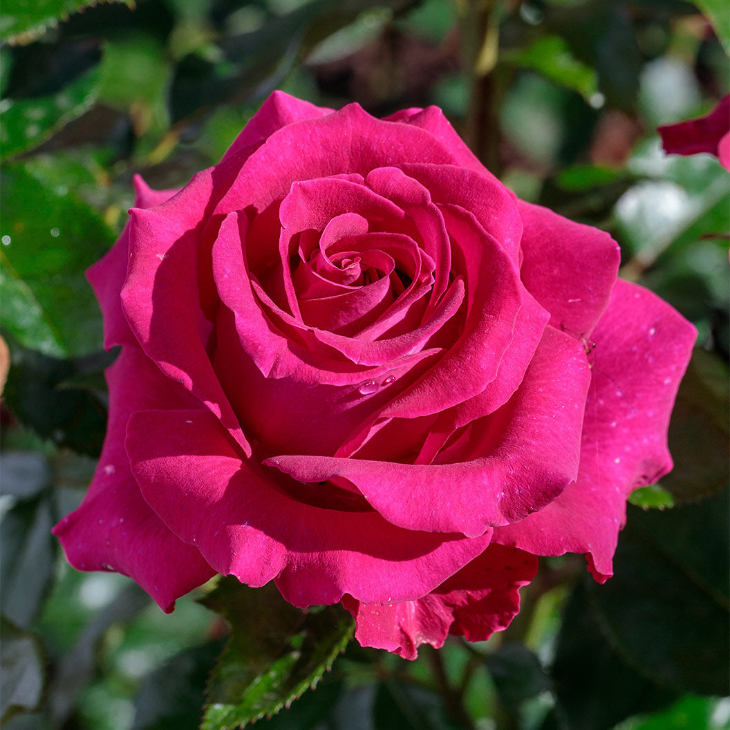 Stilleto-Rose-4