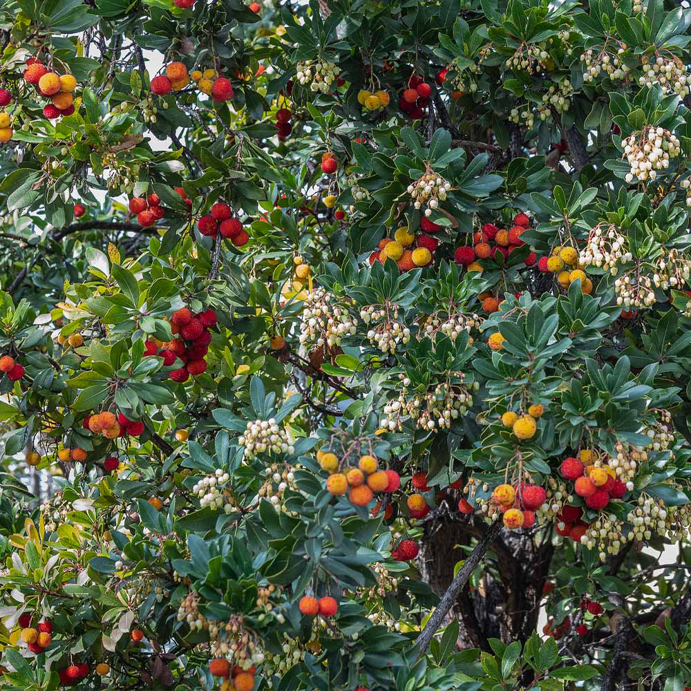 Strawberry-Tree_1_FGT