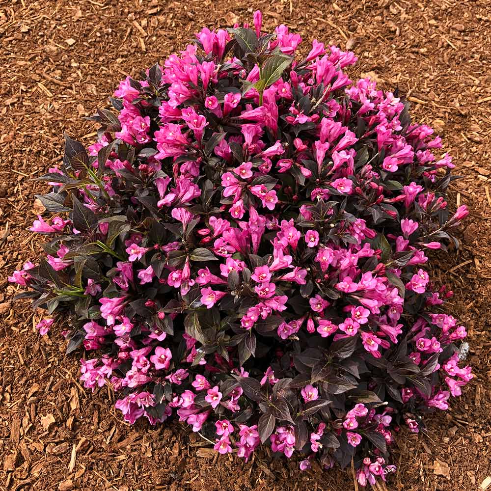 Stunner_weigela_2
