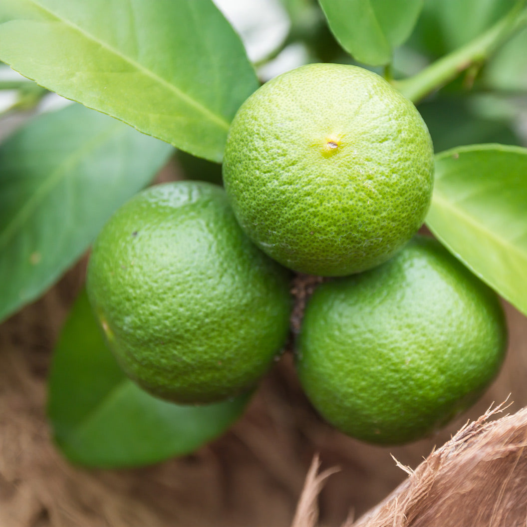 Sudachi-lime-1_733e3858-57bd-43c2-98d0-14ba44083410
