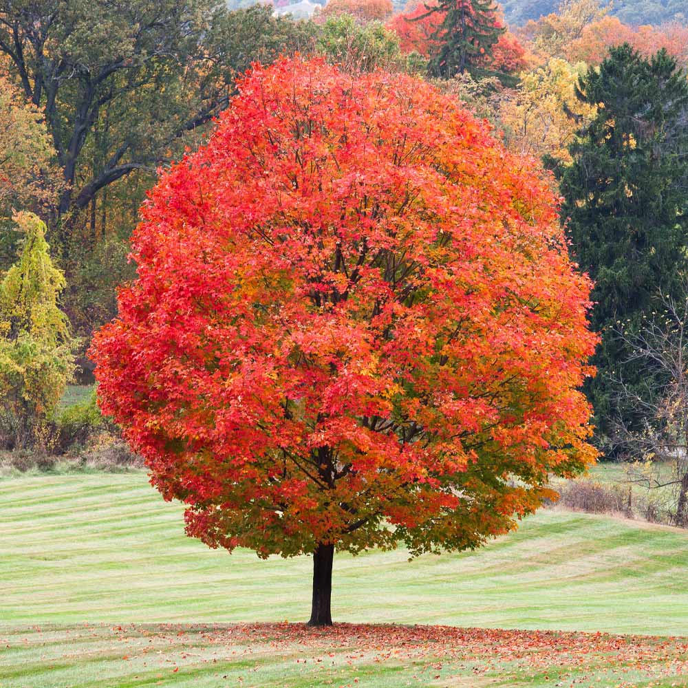 Sugar-Maple_1_FGT