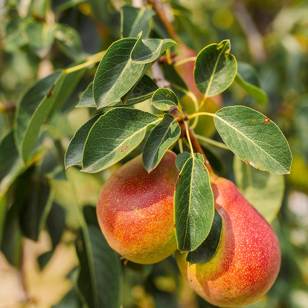 Summercrisp_Pear_2_FGT