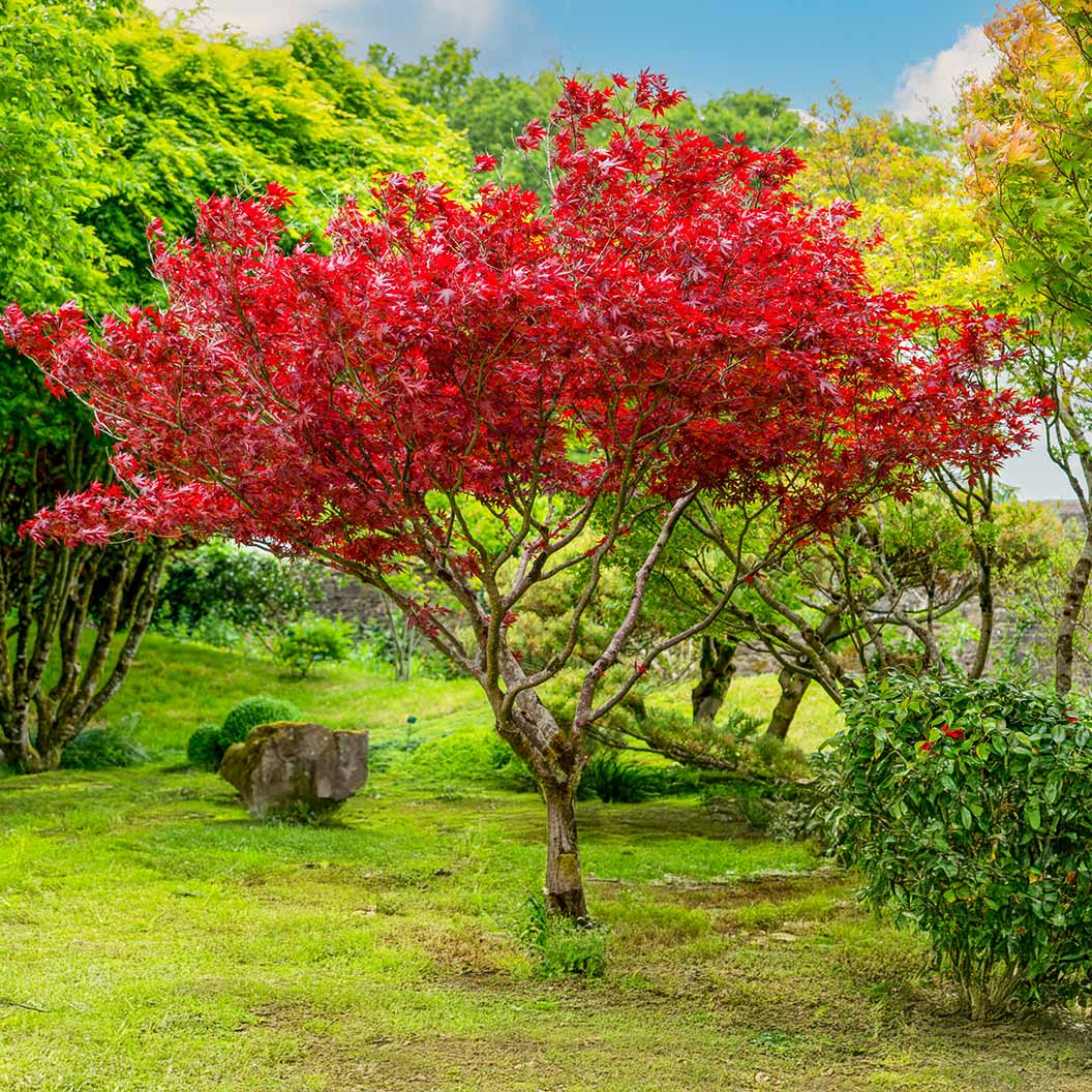 Sun-Valley-Red-Maple-1_34a3420c-d58a-4d4e-a076-e94961765ab2