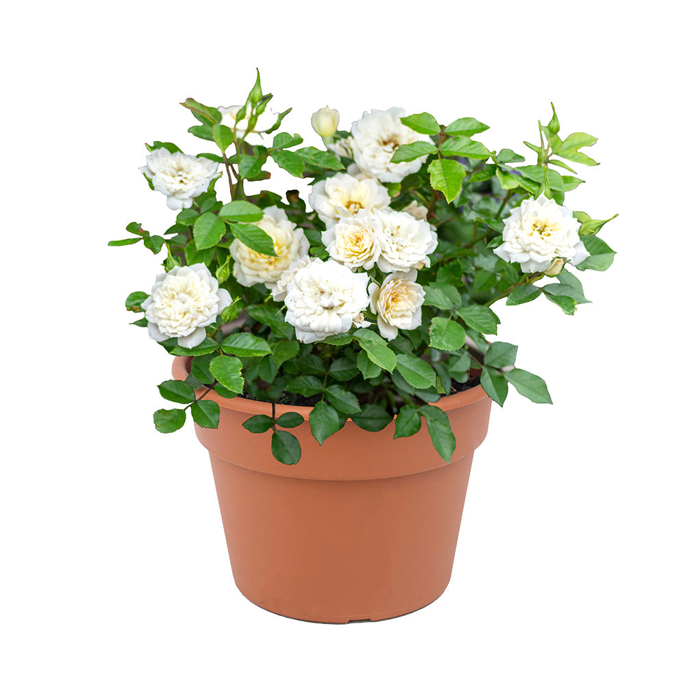 Sunblaze_Bridal_Rose_in_Deco_Pot_28718bda-3b3d-4c2c-86d2-9709d1a20bb9