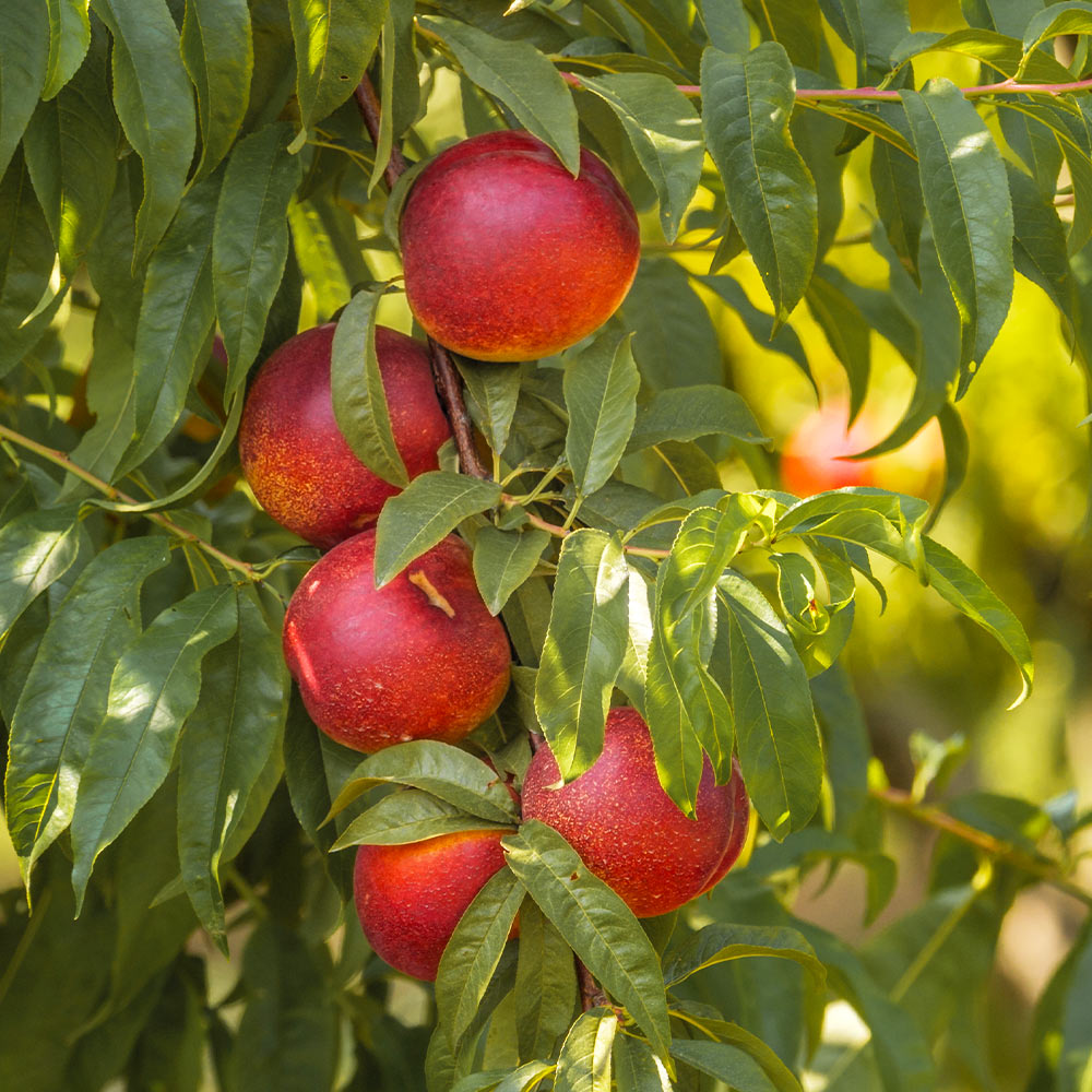 Sunglo_Nectarine_1