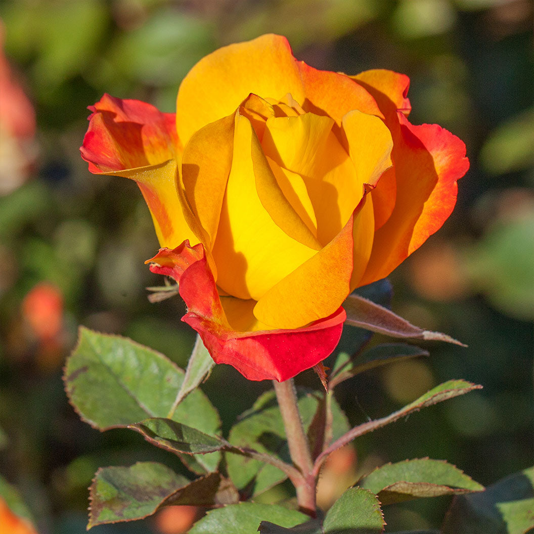 Sunset-Horizon-Rose-2_3ff87e87-83ce-4601-84d9-91a0006ec779