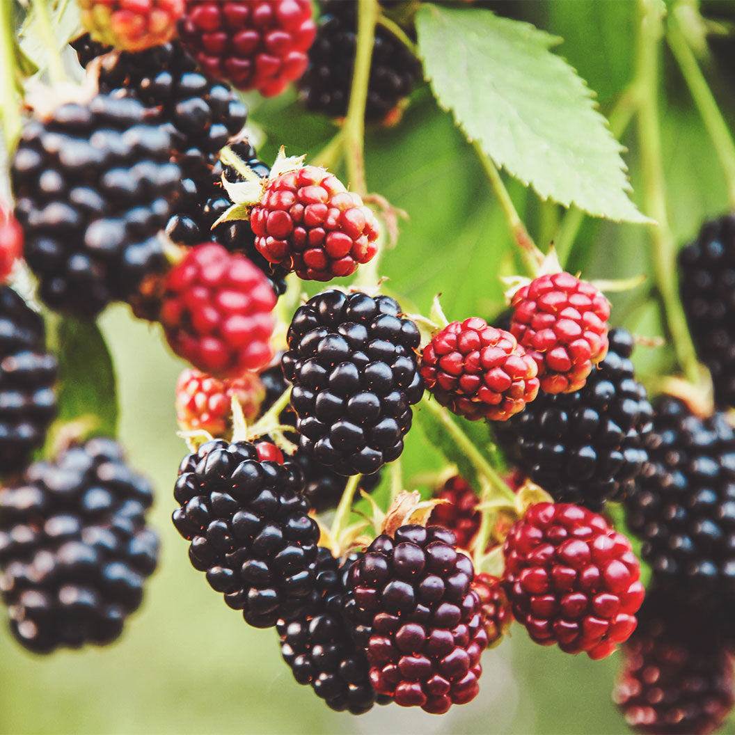 Sweet-Ark_-Ponca-Ladder-Blackberry-1_66a0265d-dc9b-43cb-983b-2de34908804b