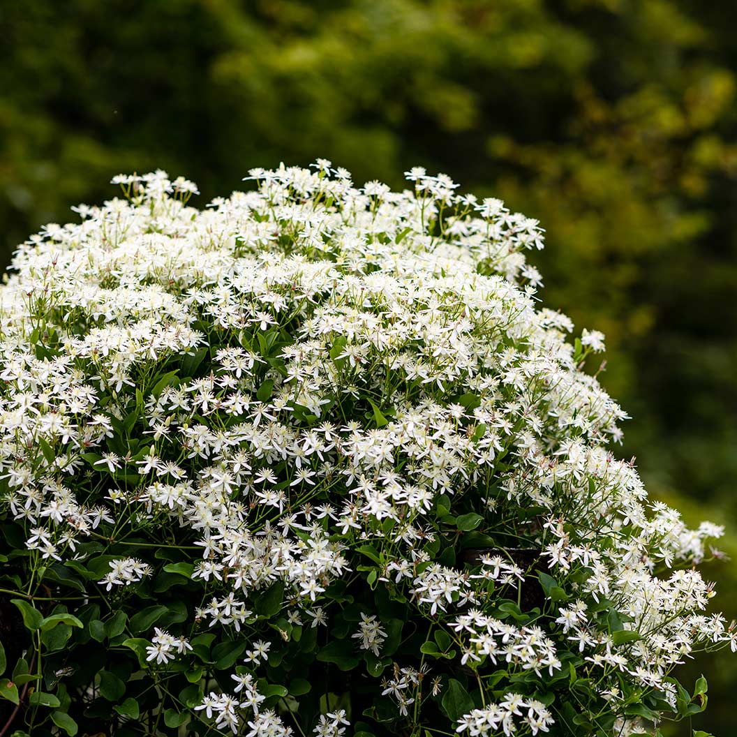 Sweet-Autumn-Clematis1_02364563-b892-411e-ae7e-27399462a96b