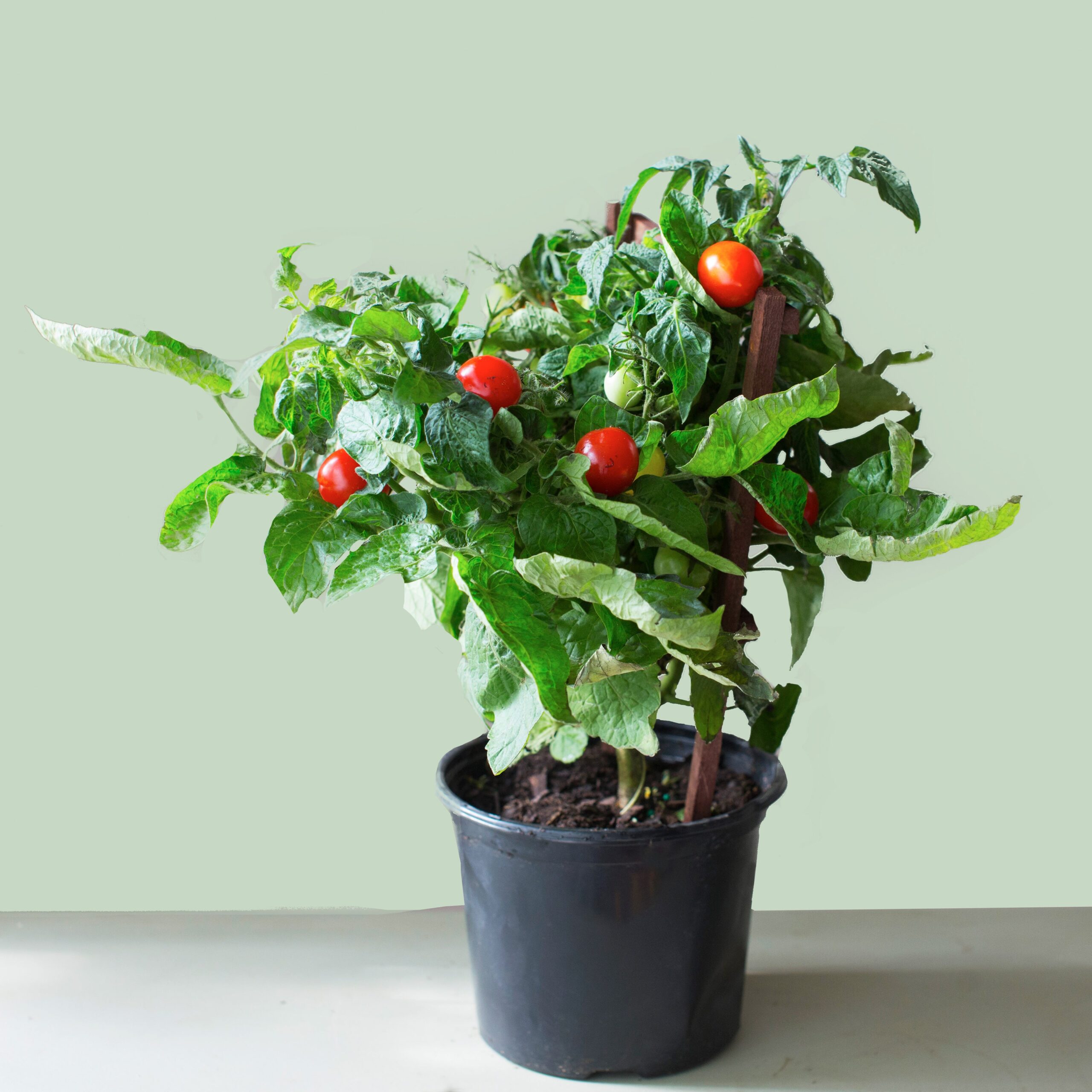 Sweet-Cherry-tomato_3_45d15028-f6bb-4916-84b3-b7d0736b231d