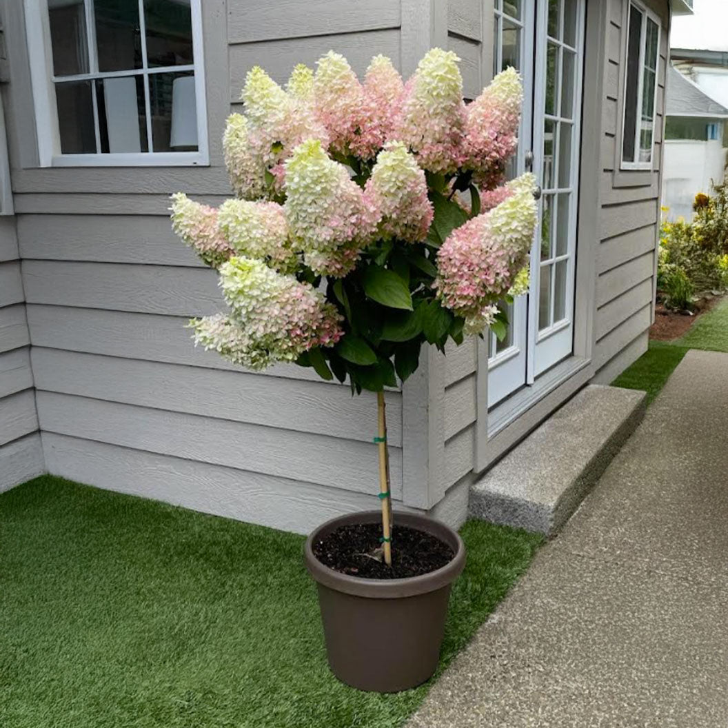 Sweet-Starlight_-Hydrangea-Tree_527426cf-3aa7-4137-8d2f-ab5ffdd0bbed