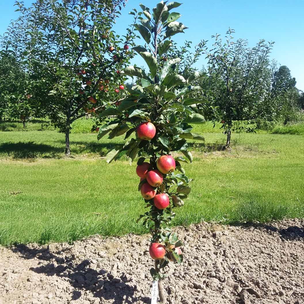 Sweet-Treat-Columnar-Apple-4