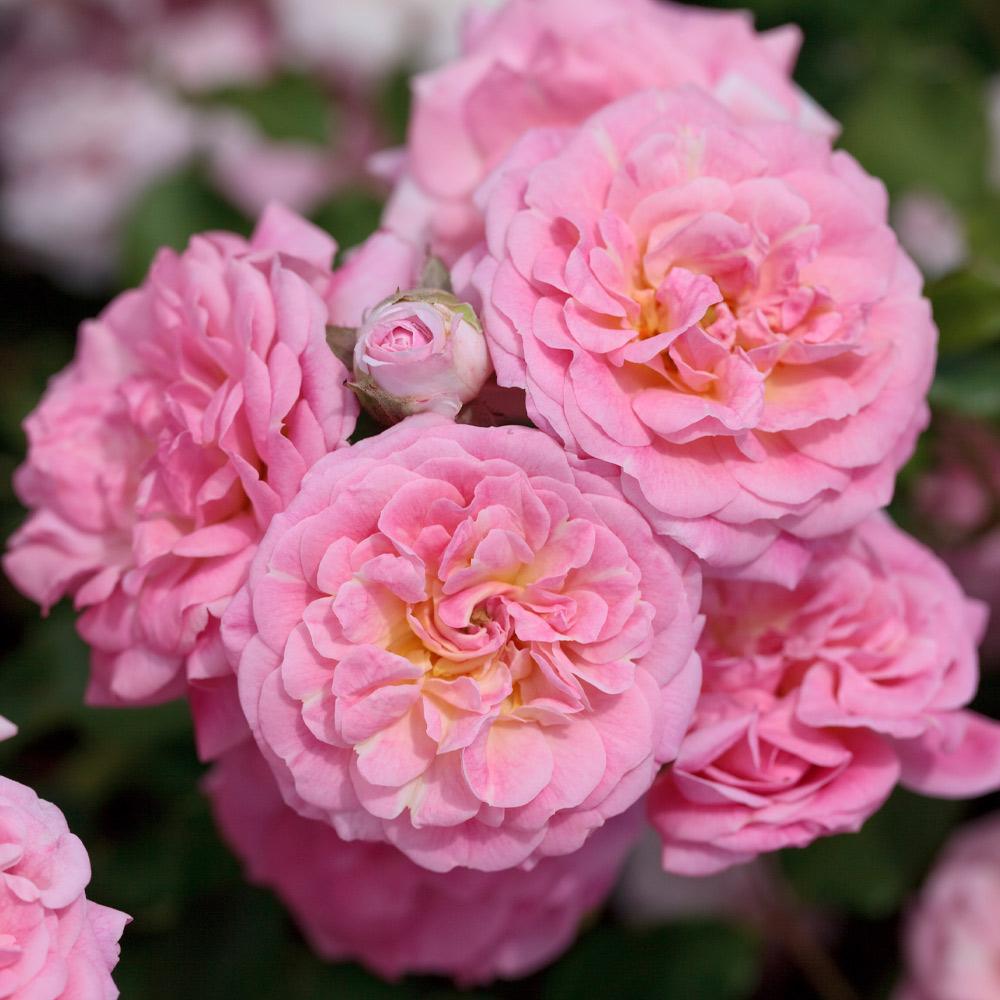 Sweet_Drift_Rose_2