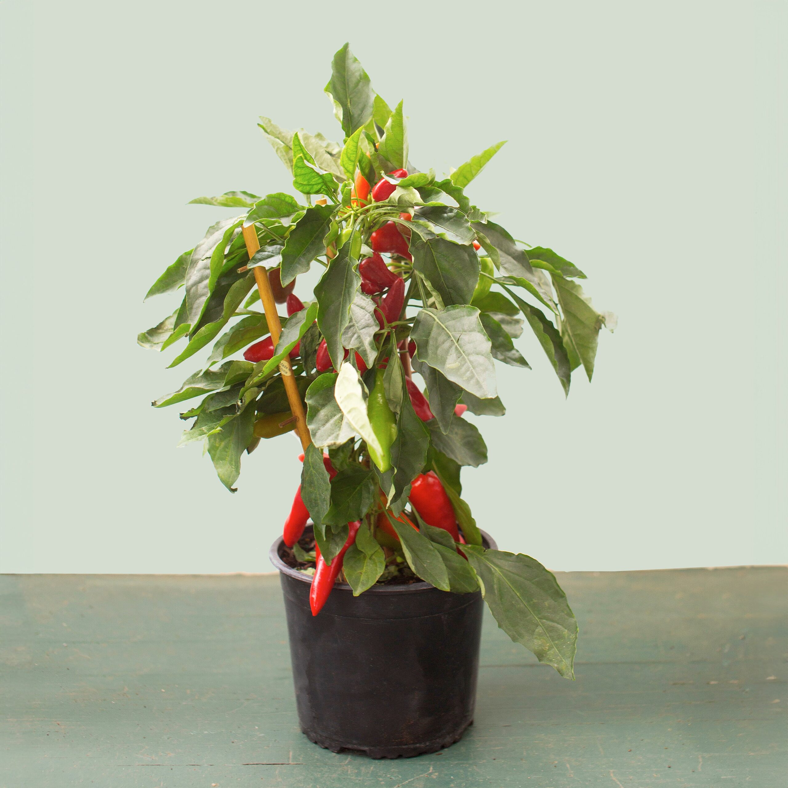 Sweet_Pepper_1_1c7ade75-71c5-4733-9d7c-2580242ffd32