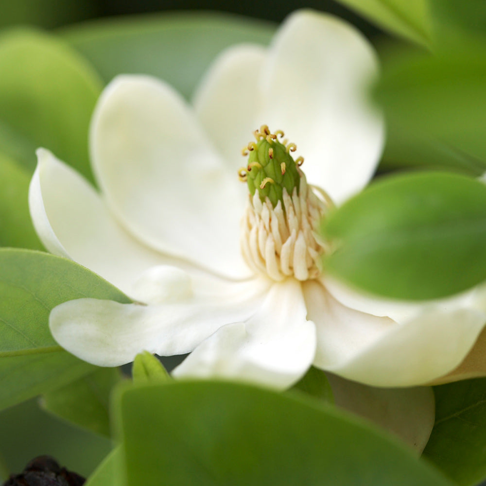 Sweetbay_Magnolia_2