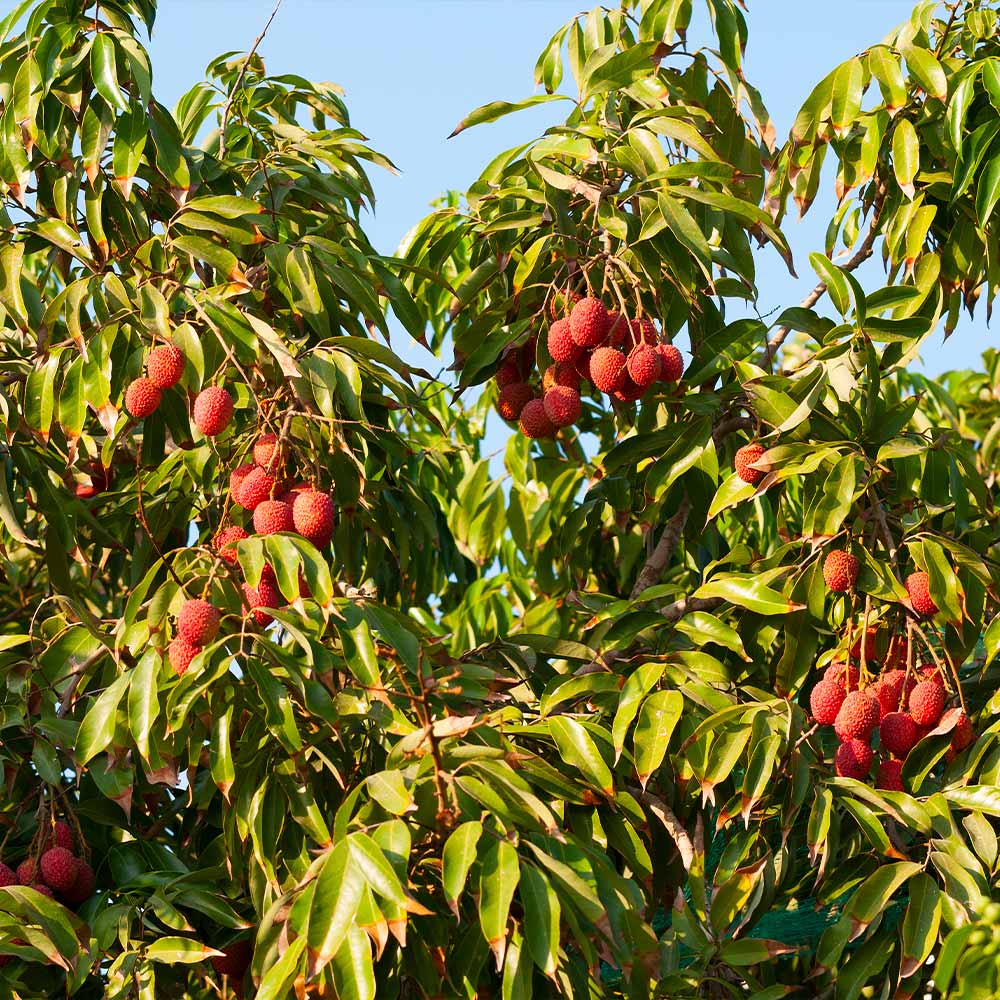Sweetheart-Lychee_1_ef319e2e-b719-4801-8e4e-f7b6c6c00ac9