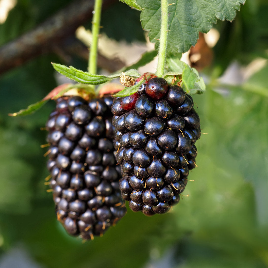 Sweetie-Pie-Thornless-Blackberry-Bush-1_8042f119-a926-4d83-a95e-2d3fb45e1c7c