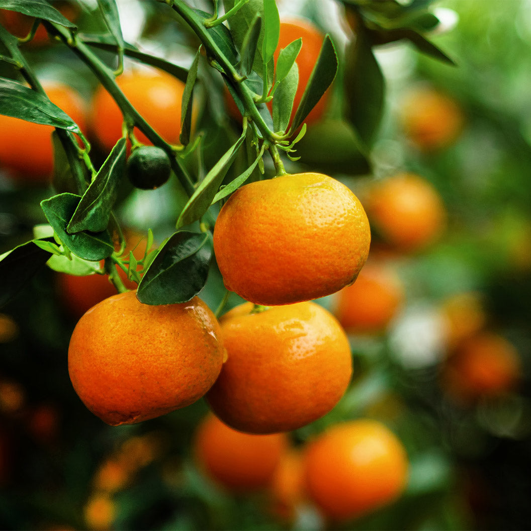 Tamgo-mandarin-2_bee0faa3-5797-471b-ac9d-86dc2719691e