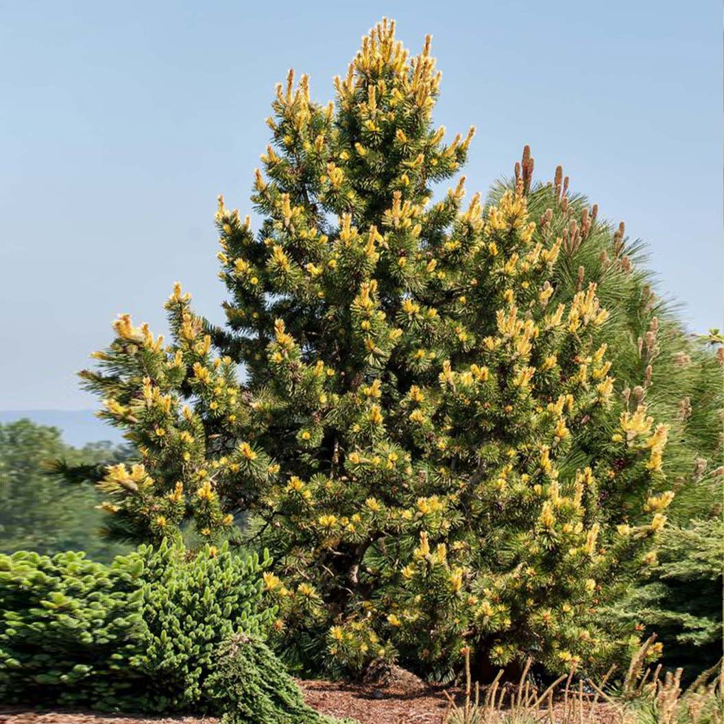 Taylor_s-Sunburst-Lodgepole-Pine-1_7f7d68b7-a109-40fa-8661-02c9d3d37e4d
