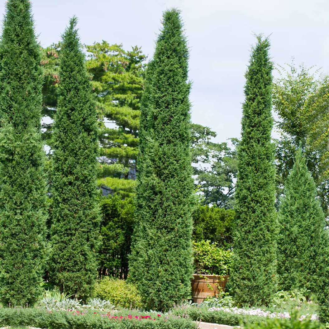 Taylors_Juniper_3_6a2e52e5-d331-446c-8349-697dbf70ca15