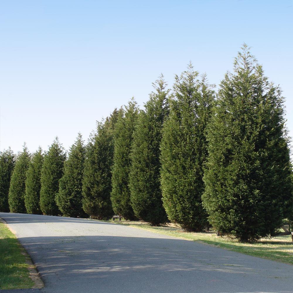 Techny_Thuja_Tree