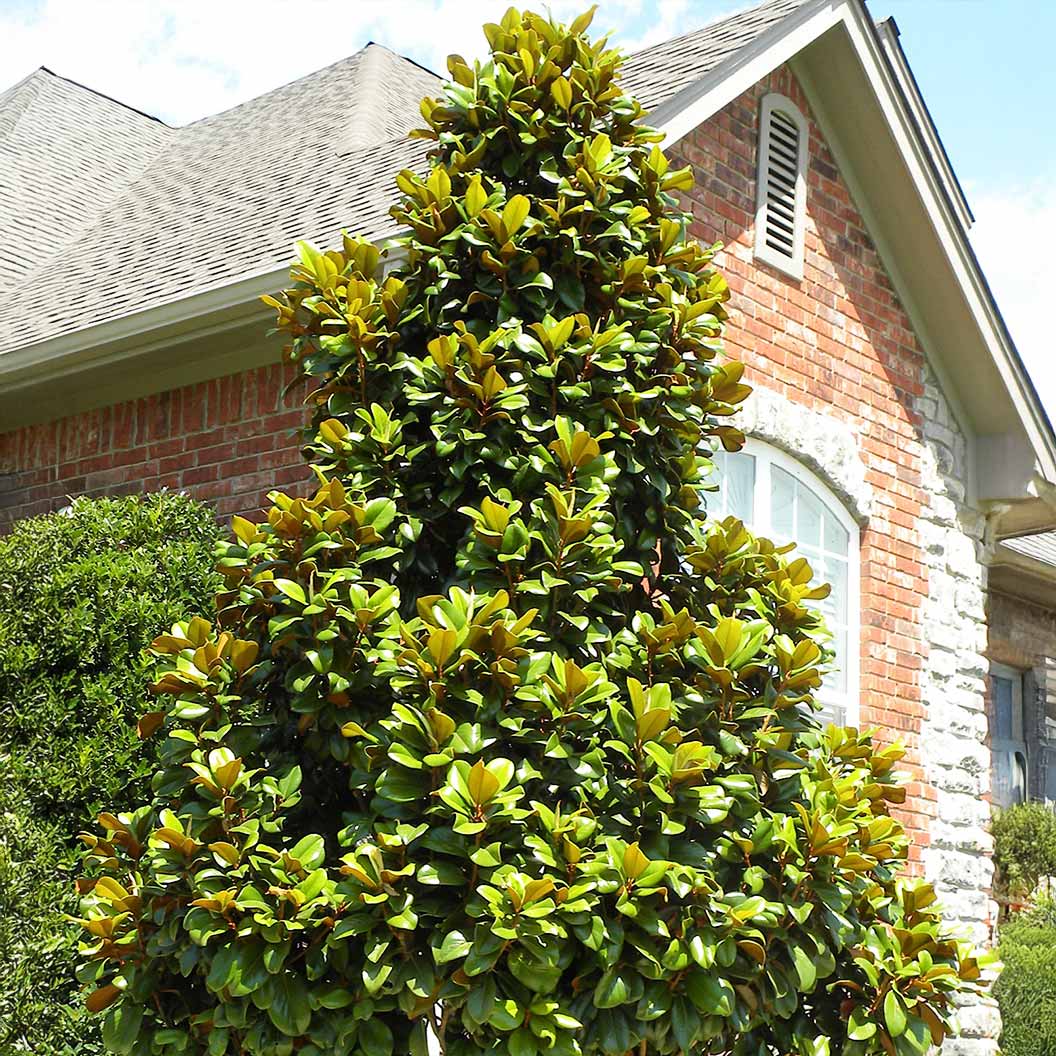 Teddy-Bear-Southern-Magnolia-Tree-1_d4ced9a0-f9ba-4145-9700-8055c5512cb1