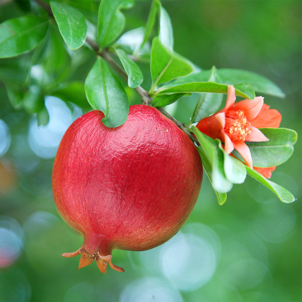 Texas_Pink-_Pomegranate_2