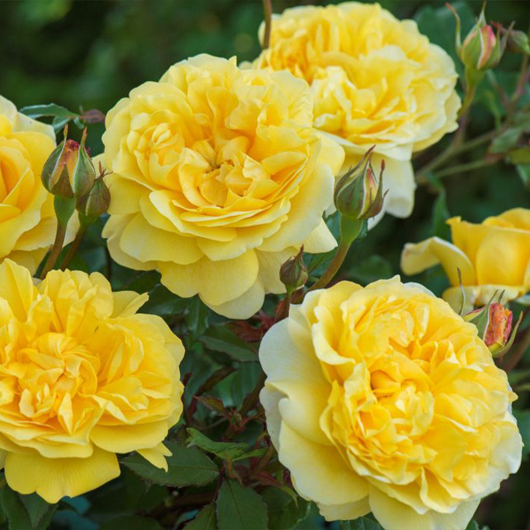The-Poets-Wife-rose-2_bbd219e7-f7d6-41d2-a768-6e7f8f5d09c6