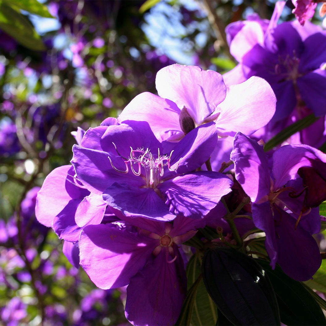 Tibouchina-Princess-Flower1_98d50462-7871-4495-9774-1992abbfc6c6